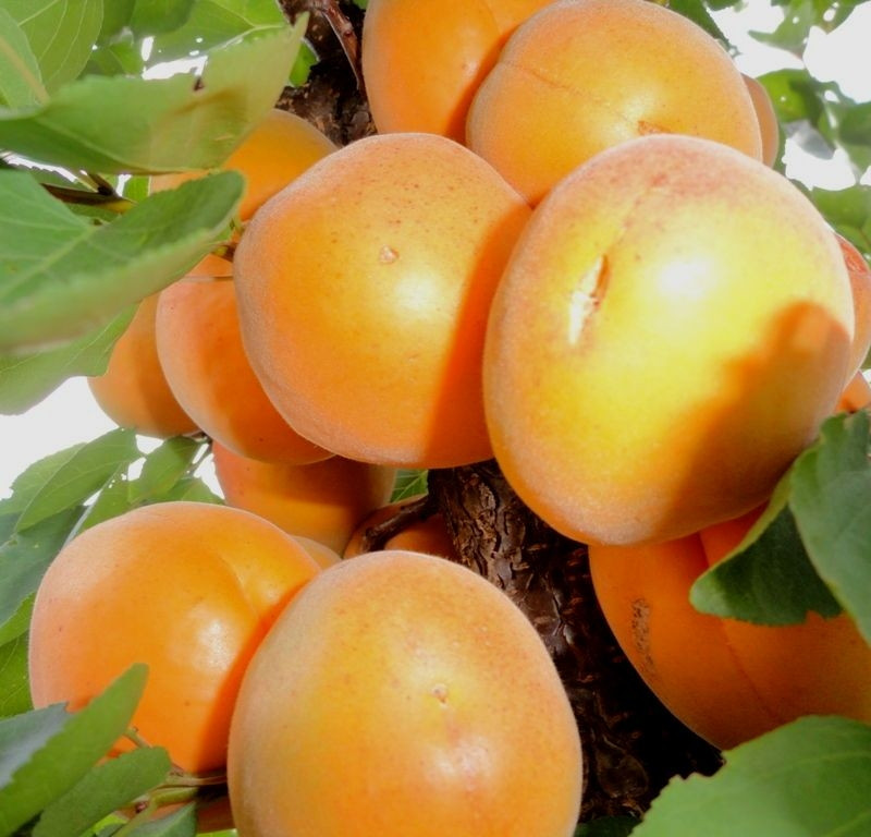 Саджанці колоноподібного абрикоса Первайс — раннього терміну, великоплідний, соковитий, фото 1
