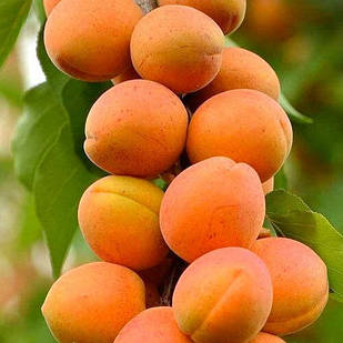 Саджанці колоновидного абрикосу Санні - ранній, крупноплідний, соковитий
