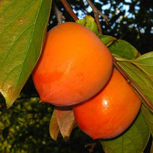 Хурма Перлина Сванеті (дворічна) - привита, рання, морозостійка, самоплідна