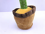 Танцюючий Кактус голосової музичної Dancing Cactus, фото 9