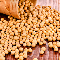 Насіння сої Аполло під Раудап Еліта, фото 3