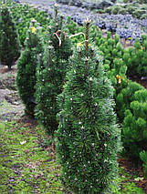 Сосна чорна Річард / С45 / h 80-100 / Pinus nigra Richard, фото 5
