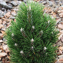 Сосна чорна Річард / С20 / h 40 / Pinus nigra Richard, фото 3