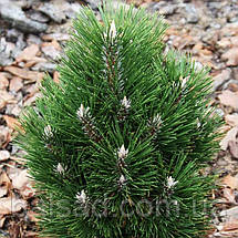 Сосна чорна Річард / С45 / h 80-100 / Pinus nigra Richard, фото 4