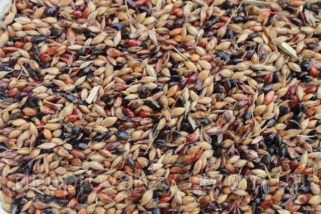 Семена Суданка 10кг посевная, кормовая культура суданская трава - фото 1 - id-p1127331897