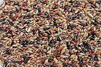 Семена Суданка 30кг посевная, кормовая культура суданская трава