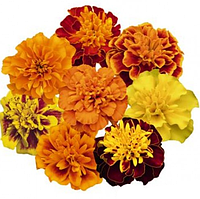 Чорнобривці Медові соти 0.5 г