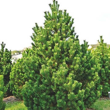 Саджанці Сосни Крючковатой (Сосна Піренейська) (Pinus uncinata)