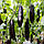 Насіння баклажана Анатолія (Anatolia) F1, 10 шт., ТМ "ЛедаАгро", фото 3