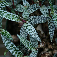 Декоративнолистяні рослини