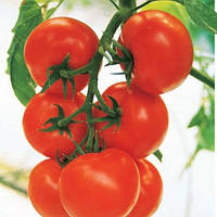 Томат Кристал F1 насіння раннього високорослого гібрида томату, сорту не страшні захворювання (10 с. в пакеті)