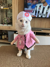 Костюм для тварин Медсестра RESTEQ, размер L. Костюм медсестри для кішки. Костюми для собак, фото 2