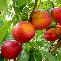 Саджанці Нектарина Фаярд (Fayard) — середньо-піздій, великоплідний, зимовостійкий