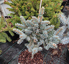 Ялина блакитна Блю Трінкет / С10 / h 50-60 / Picea Blue Trinket, фото 3