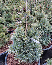 Сосна японська Бергман​​​​ / h 50-60 / Pinus parviflora Bergman, фото 5