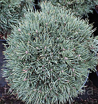 Сосна на штамбі Френшам / h 80-95 / Pinus sylvestris Frensham, фото 3