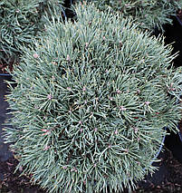 Сосна звичайна Френшам / С5 / h 30-40 / Pinus Frensham, фото 4