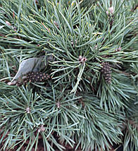 Сосна на штамбі Френшам / h 80-95 / Pinus sylvestris Frensham, фото 5