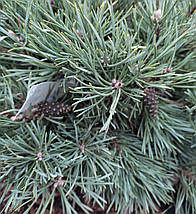 Сосна звичайна Френшам / h 20-30 / Pinus sylvestris Frensham, фото 3