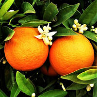Саженцы апельсина Ванил Сангуино (Citrus Vainiglia Sanguigno) - ранний, комнатный, скороплодный
