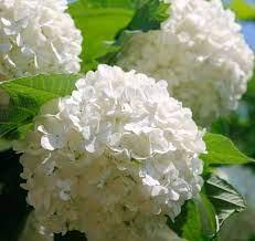 Калина Бульдонеш, фото 1