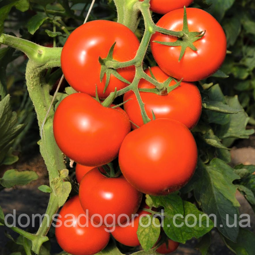 Томат ТОЙВО F1 | TOIVO F1 Bejo 1000 шт