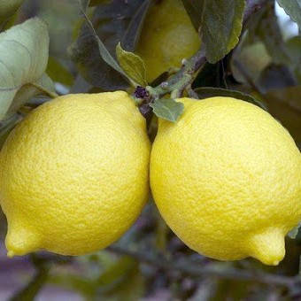 Саджанці Лимона Сіракузано - урожайний, кисло-солодкий, середньорослий