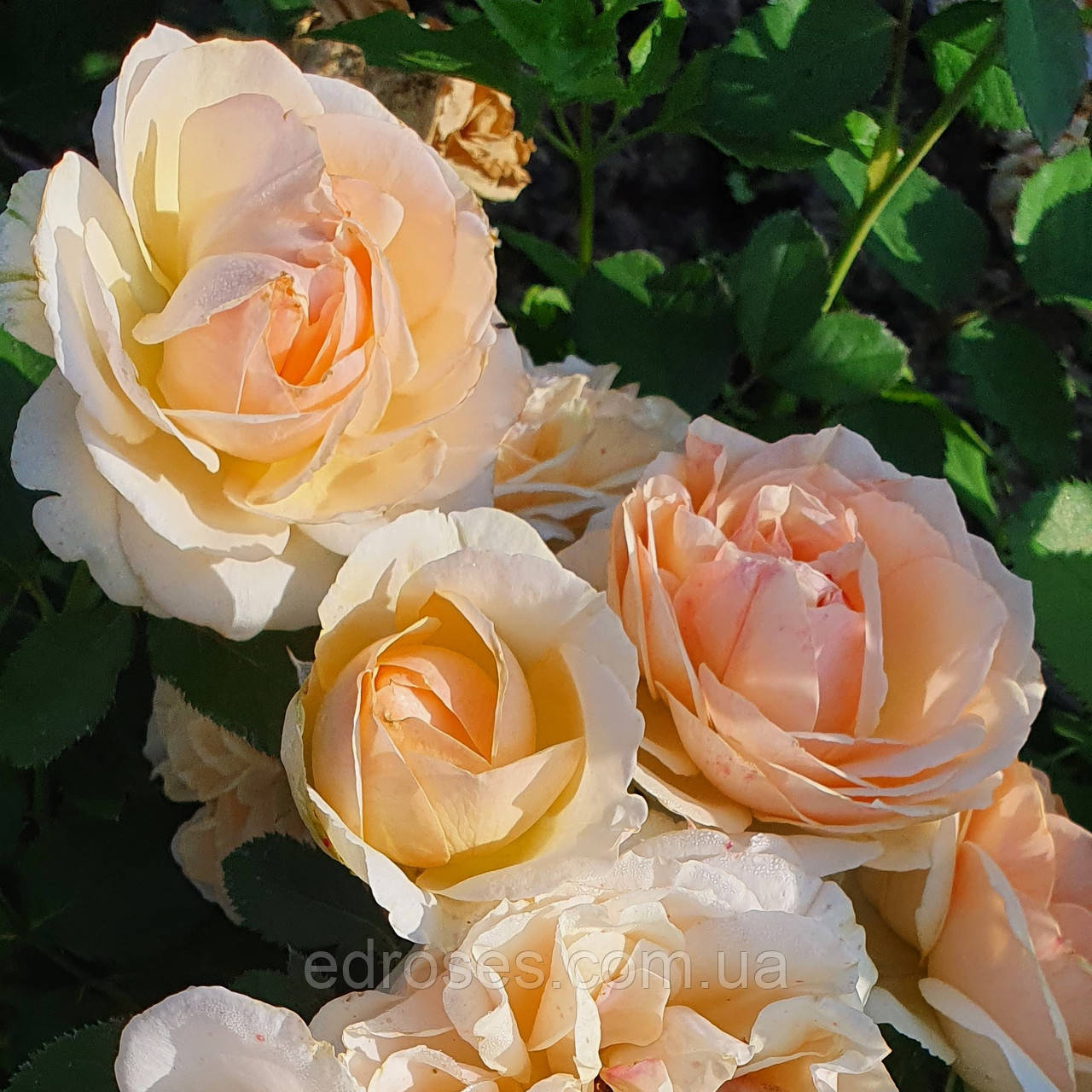 Капучино (Cappucino), фото 1