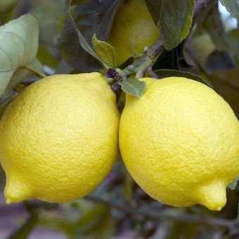 Саджанці Лимона Сіракузано - 2-річний, урожайний, кисло-солодкий, середньорослий