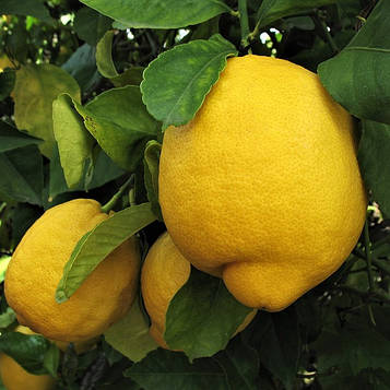 Саджанці лимона Лісбон -2-річний, ремонтантний, великоплідний, ароматний
