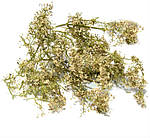Підмартяник справжній 50 грамів — трава підмаренника жовтого