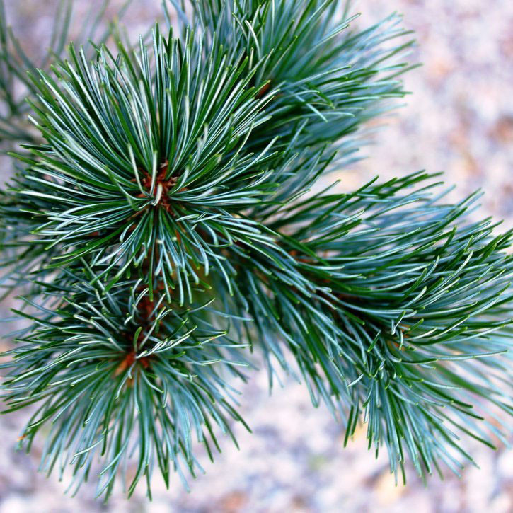 Сосна японська  Глаука / С20 / h 60-70 / Pinus parviflora Glauca