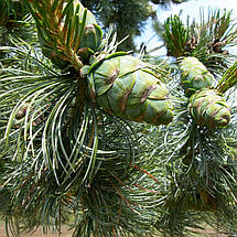 Сосна японська  Глаука / С20 / h 60-70 / Pinus parviflora Glauca, фото 2