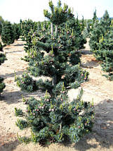 Сосна японська  Глаука / С20 / h 60-70 / Pinus parviflora Glauca, фото 3