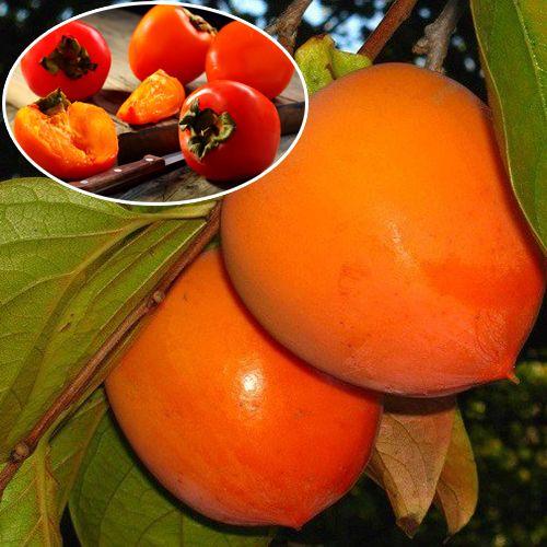 Саджанці хурми Перлина Сванеті (дворічна)(контейнер) - рання, морозостійка, самоплідна, фото 1