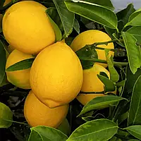 Саженцы лимона Флорентина (2-летний) -ремонтантный, неприхотливый, ароматный.