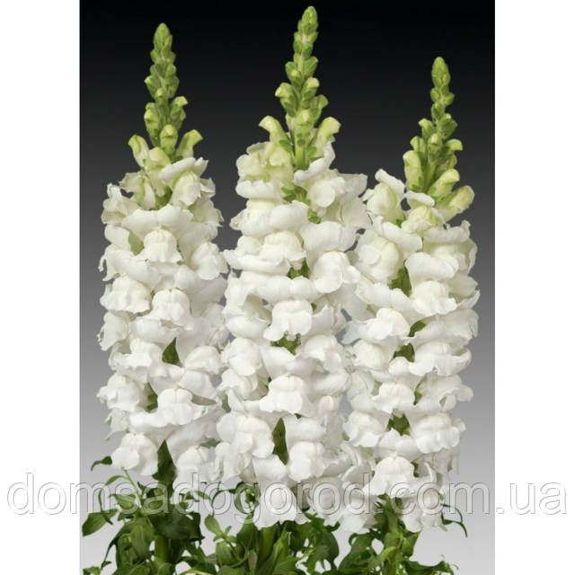 Аналарды ренжітті