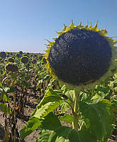 Гібрид соняшнику під гранстар КОЗАК. Насіння соняшнику КОЗАК 47ц/га, олія 50%, вовчок раси A-G+, фото 3