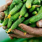 Насіння Огірок Махаон F1 (кімнатний) SeedEra 10 шт., фото 2