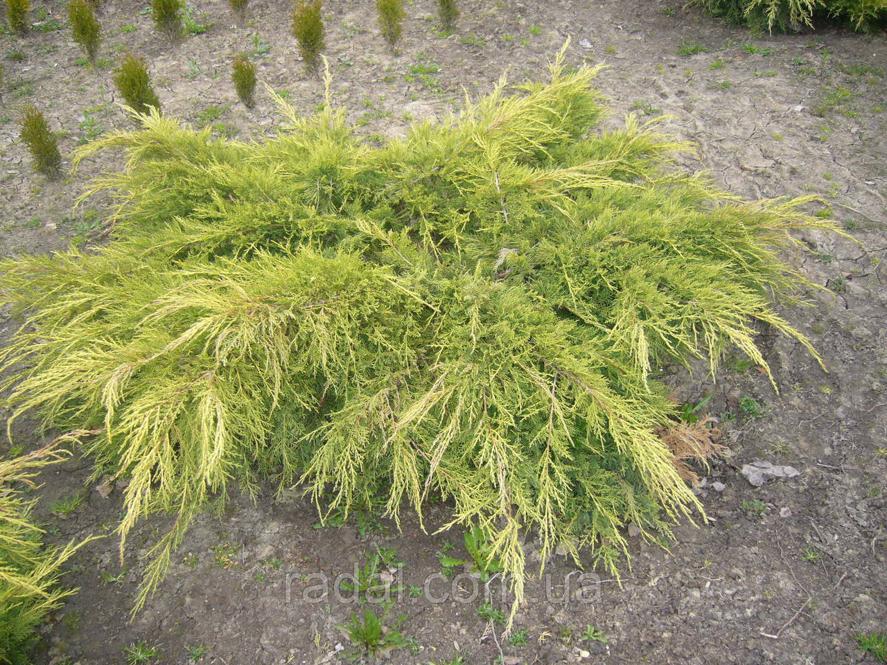 Можжевельник средний Голд Стар Р9 (Juniperus media Gold Star) - фото 1 - id-p239169535