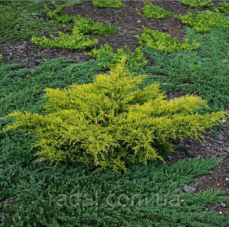 Можжевельник средний Голд Стар Р9 (Juniperus media Gold Star) - фото 5 - id-p239169535