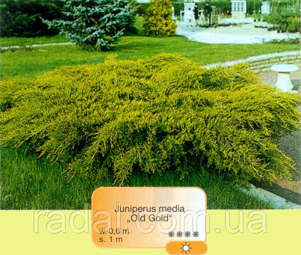Можжевельник средний Голд Стар Р9 (Juniperus media Gold Star) - фото 6 - id-p239169535