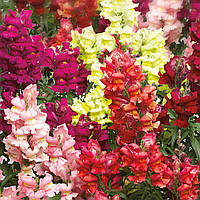 Ротики садові (аntirrhinum majus) Maryland  F1 PanAmerican 1000 seed