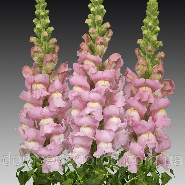 Тұрып тұрғанда жыныстық қатынасқа қараңыз