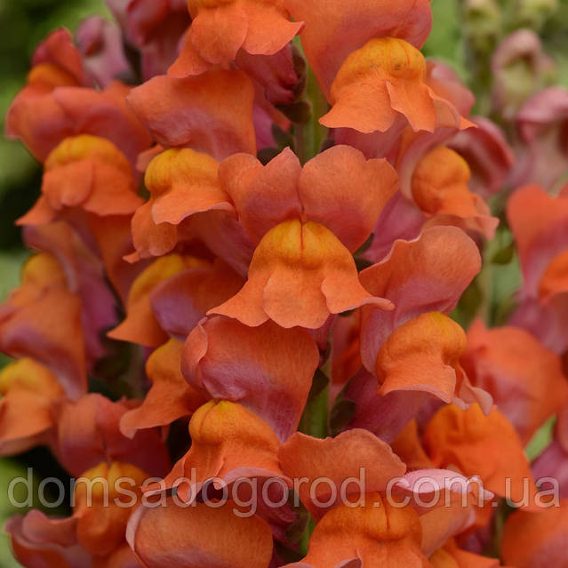 Жігіттің жыныстық арбауы