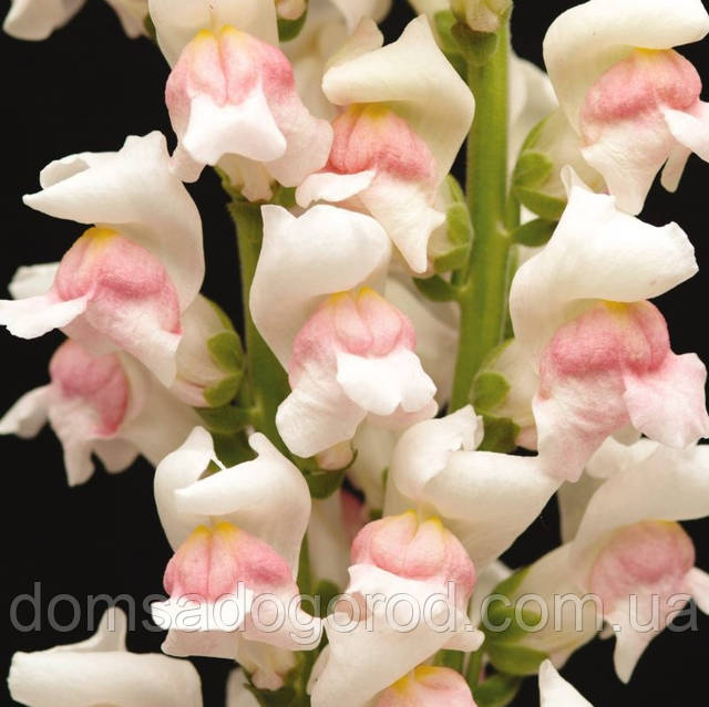 HD 720 сапасымен қыздарға қарау