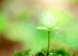 Расаяна - омолодження, імунітет, відновлення, захист при хіміо-терапії