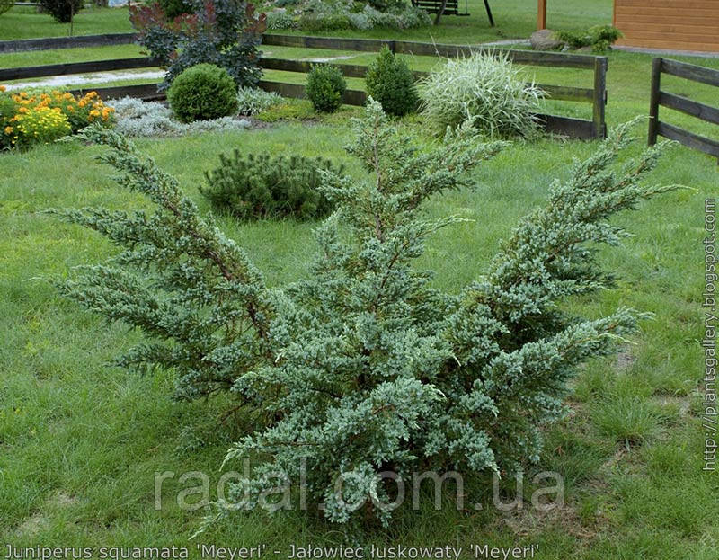 Ялівеь лускатий Мейєрі Р9 (Juniperus squamata Meyeri)