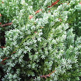 Ялівеь лускатий Мейєрі Р9 (Juniperus squamata Meyeri), фото 3