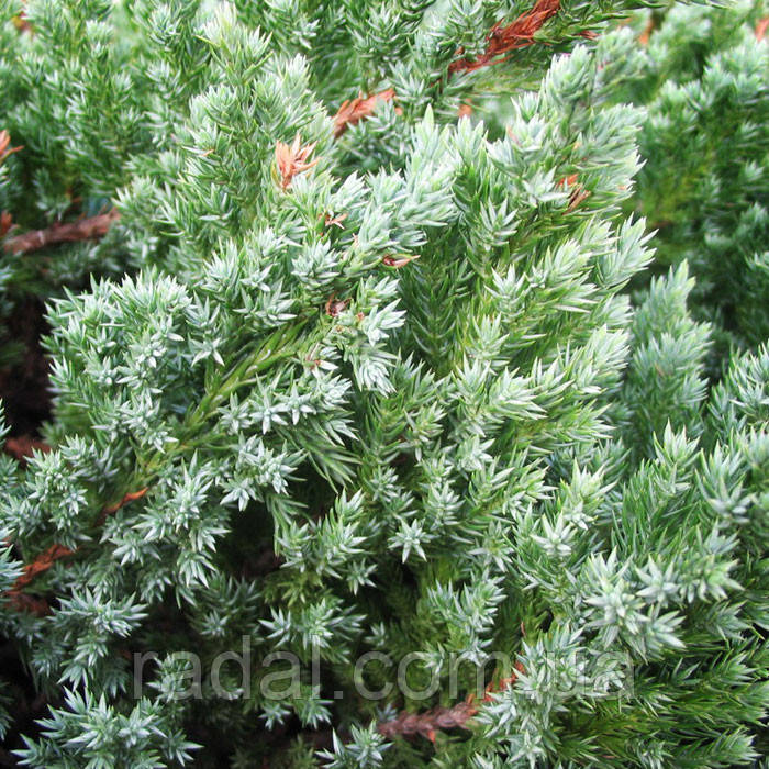 Можжевельник Чешуйчатый Мейери P9 (Juniperus squamata Meyeri) - фото 3 - id-p239190407